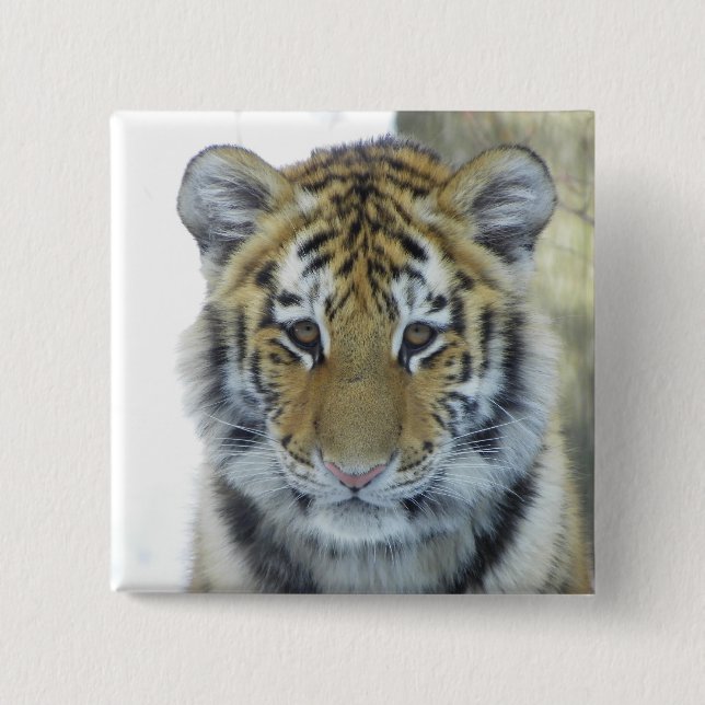 Tiger Cub In Snow Close Up Portrait 15 Cm Square Badge (Front)
