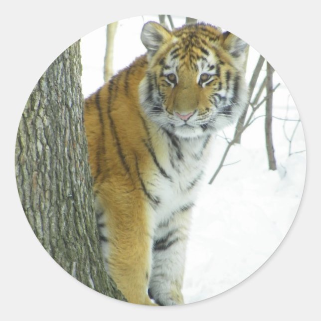 Tiger Cub In Snow Peeking Around Tree Classic Round Sticker (Front)