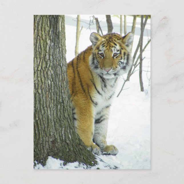 Tiger Cub In Snow Peeking Around Tree Postcard (Front)
