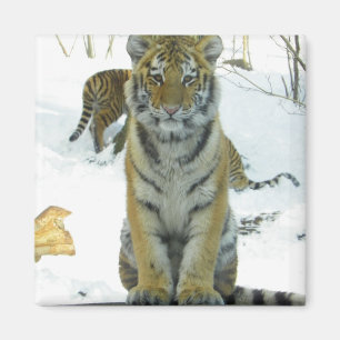 Tiger Cub In Snow Portrait Magnet