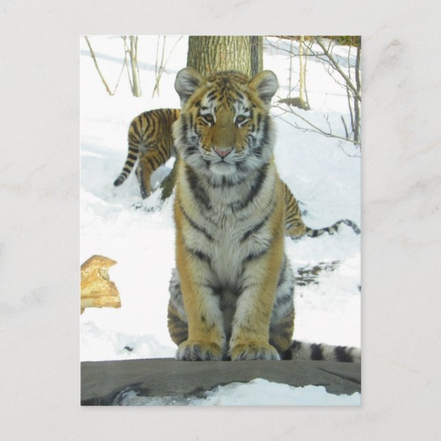 Tiger Cub In Snow Portrait Postcard (Front)