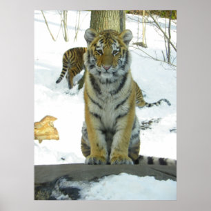Tiger Cub In Snow Portrait Poster
