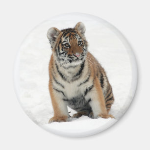 Tiger Cub in the Snow Photo Magnet