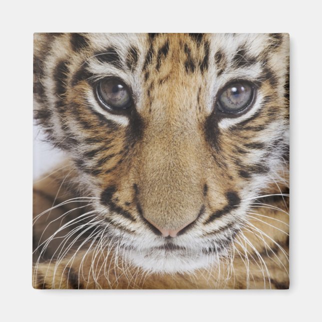 Tiger Cub Magnet (Front)