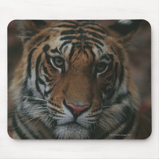 Tiger Cub Mouse Pad (Front)