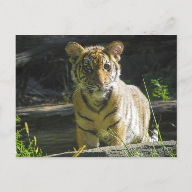 Tiger Cub Portrait 4 Postcard (Front)