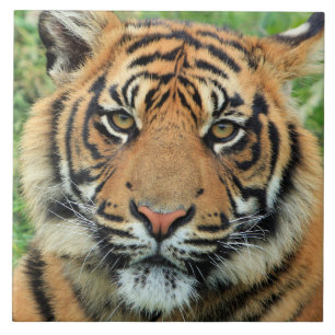 Tiger Cub Portrait Ceramic Tile