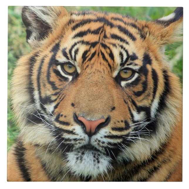 Tiger Cub Portrait Ceramic Tile (Front)