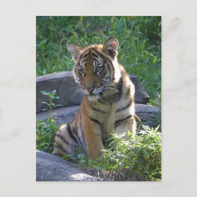 Tiger Cub Portrait Postcard (Front)