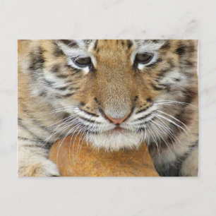 Tiger Cub Postcard