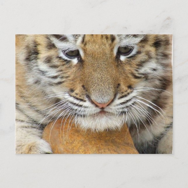 Tiger Cub Postcard (Front)