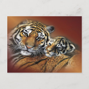 Tiger & Cub Postcard