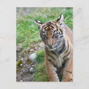 Tiger cub postcard