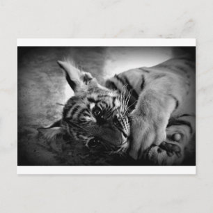 Tiger cub postcard