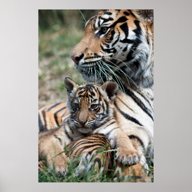 Tiger cub poster (Front)