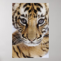Tiger Cub