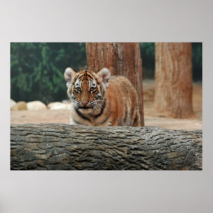 Tiger Cub Poster