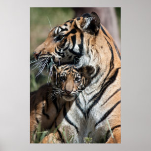 Tiger cub poster