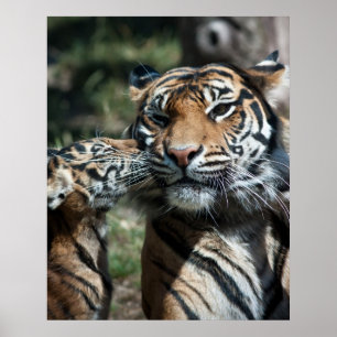Tiger cub poster