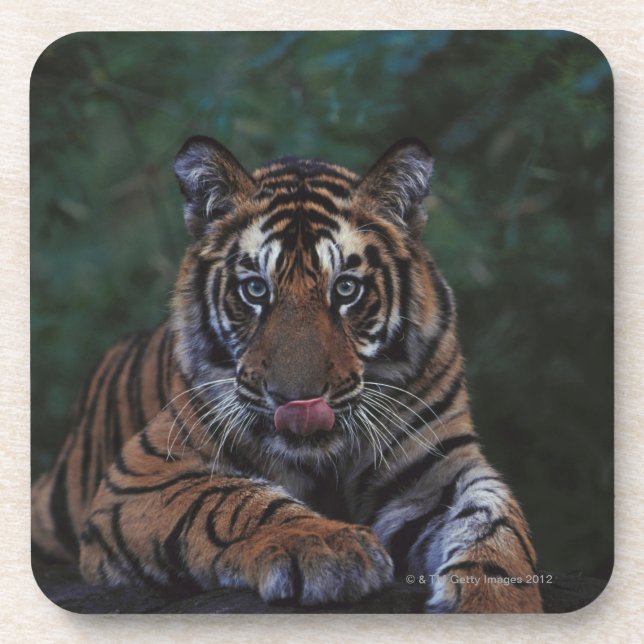 Tiger Cub Reclines on Rock Coaster (Front)