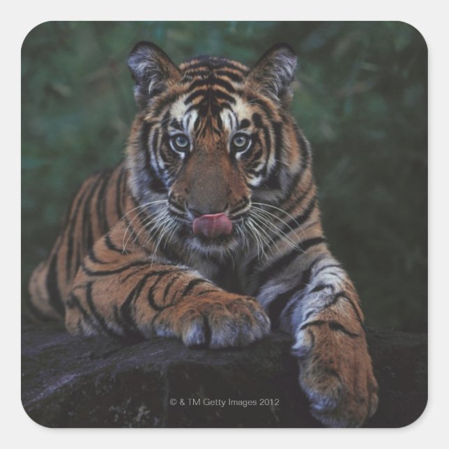 Tiger Cub Reclines on Rock Square Sticker (Front)