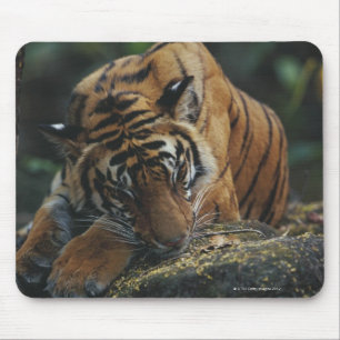 Tiger Cub Sleeps on Rock Mouse Pad