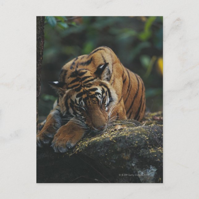 Tiger Cub Sleeps on Rock Postcard (Front)