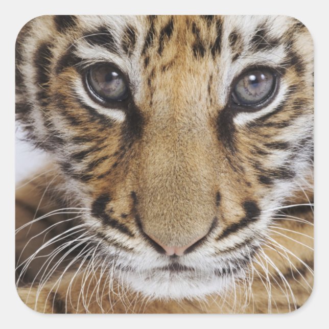 Tiger Cub Square Sticker (Front)