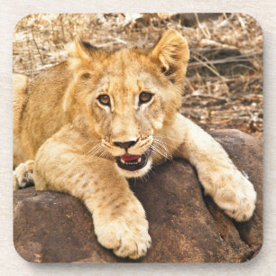 Tiger Cub Takes Breather On A Rock Coaster