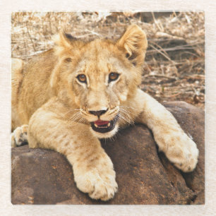 Tiger Cub Takes Breather On A Rock Glass Coaster