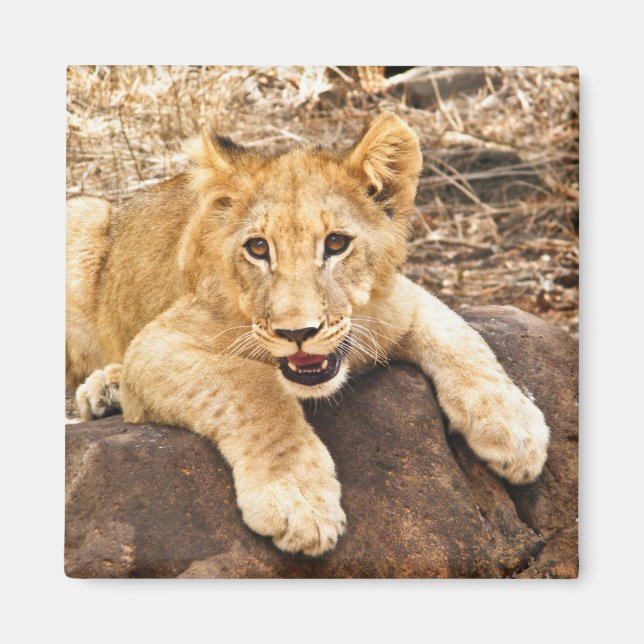 Tiger Cub Takes Breather On A Rock Magnet (Front)