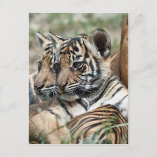 Tiger cubs postcard