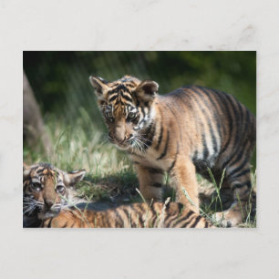 Tiger cubs postcard