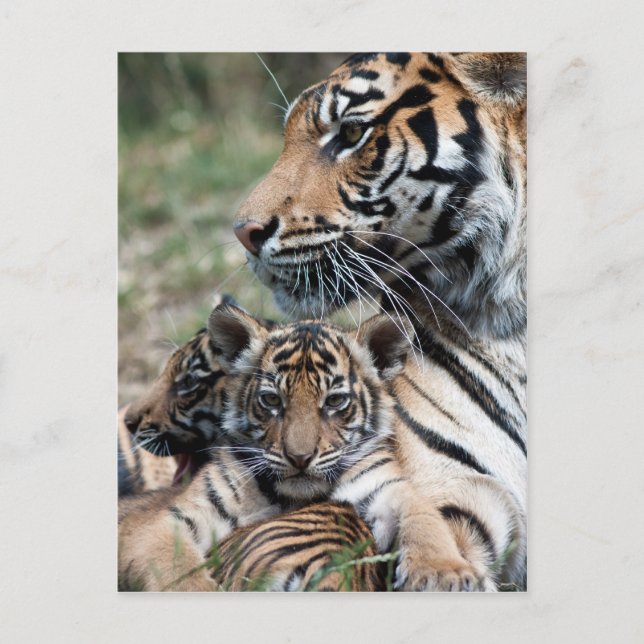 Tiger cubs postcard (Front)