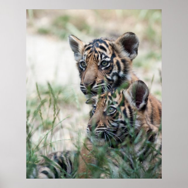 Tiger cubs poster (Front)