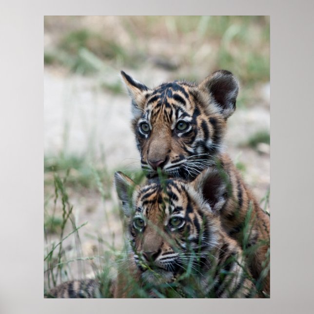Tiger cubs poster (Front)