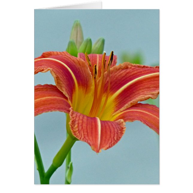 Tiger Daylily (Front)