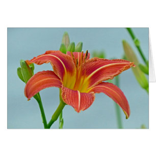 Tiger Daylily