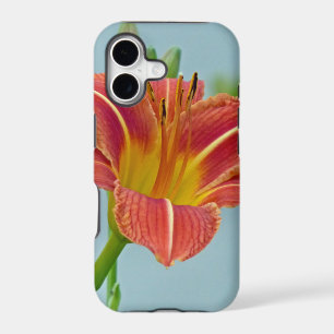 Tiger Daylily