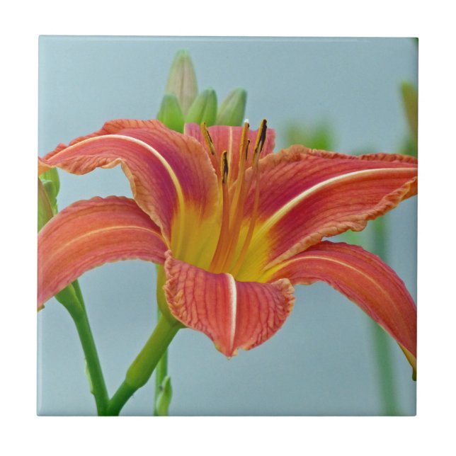 Tiger Daylily Ceramic Tile (Front)