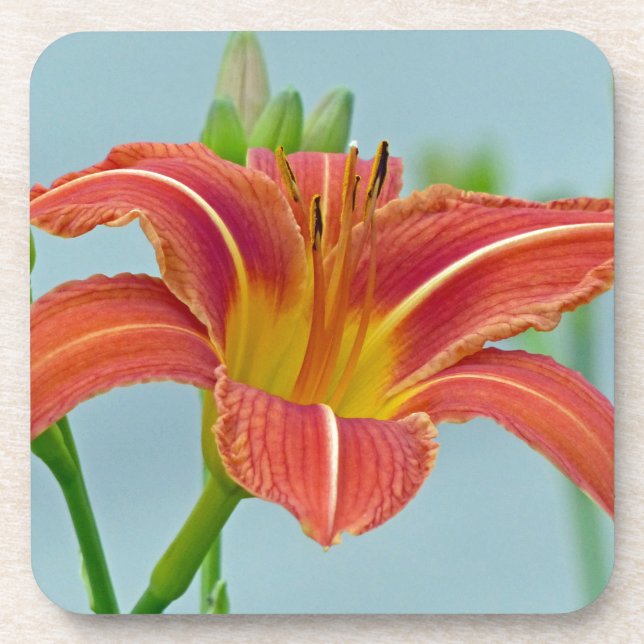 Tiger Daylily Coaster (Front)