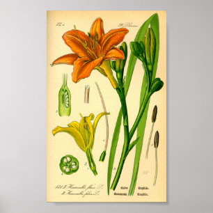 Tiger Daylily (Hemerocallis fulva) Poster