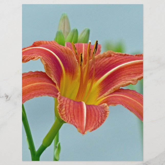 Tiger Daylily Letterhead Design (Front)