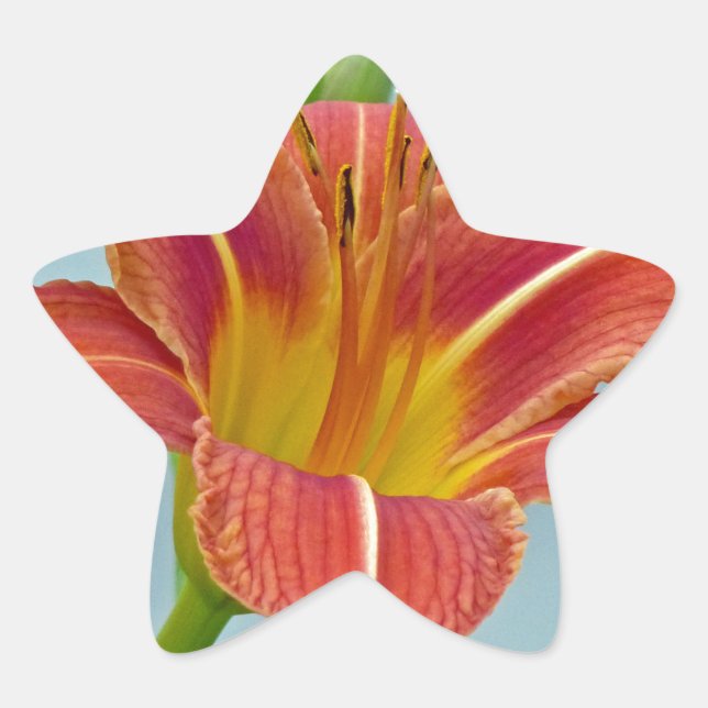 Tiger Daylily Star Sticker (Front)