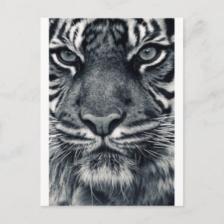 tiger design postcard
