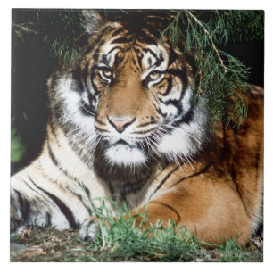 Tiger Enjoying Shade Ceramic Tile