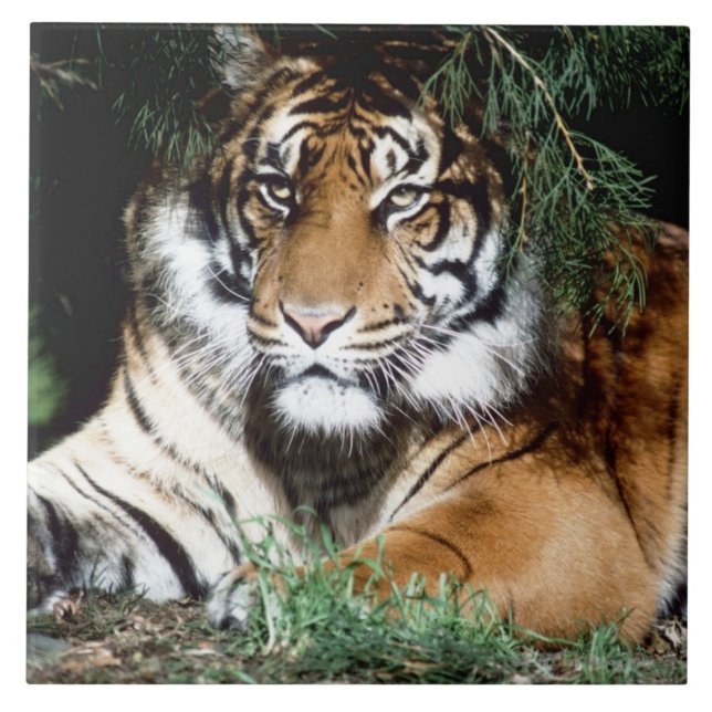 Tiger Enjoying Shade Ceramic Tile (Front)