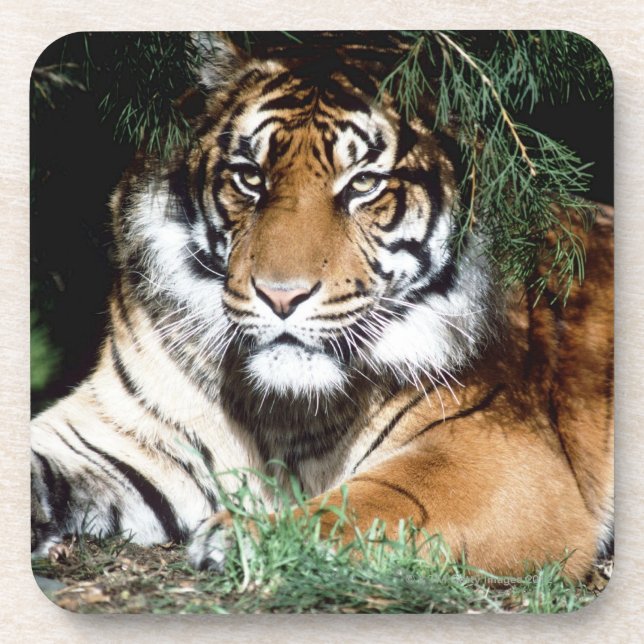 Tiger Enjoying Shade Coaster (Front)