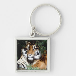 Tiger Enjoying Shade Key Ring