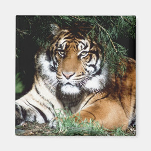 Tiger Enjoying Shade Magnet